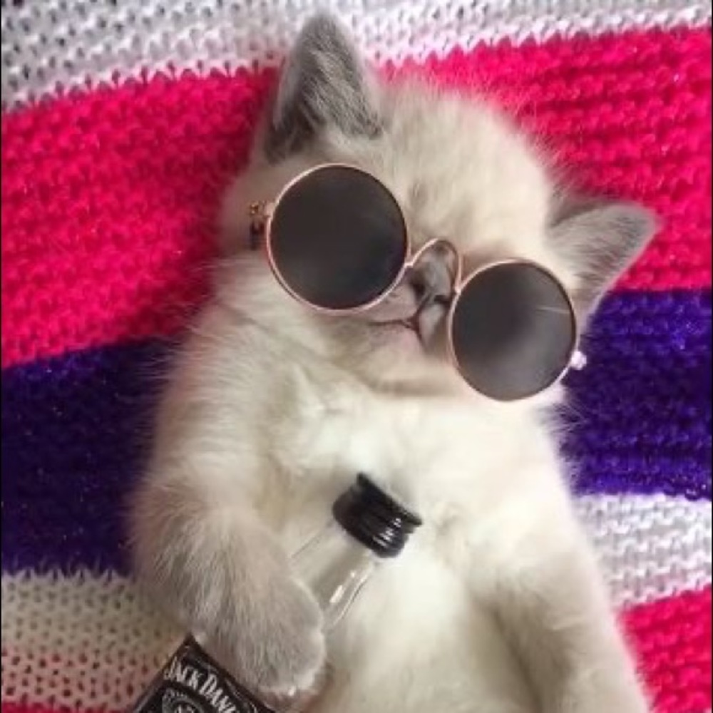 Cat Dog sunglasses round metal gold frame sunnies - Picture 3 of 10